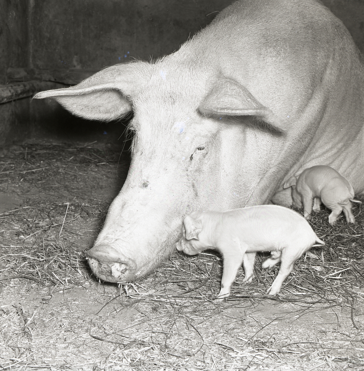 Två griskultingar står intill sin mammas huvud vid gården Jonses, augusti 1960.