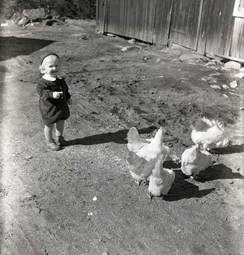 Ett barn står på en gård och pekar på en flock med höns, 1950.