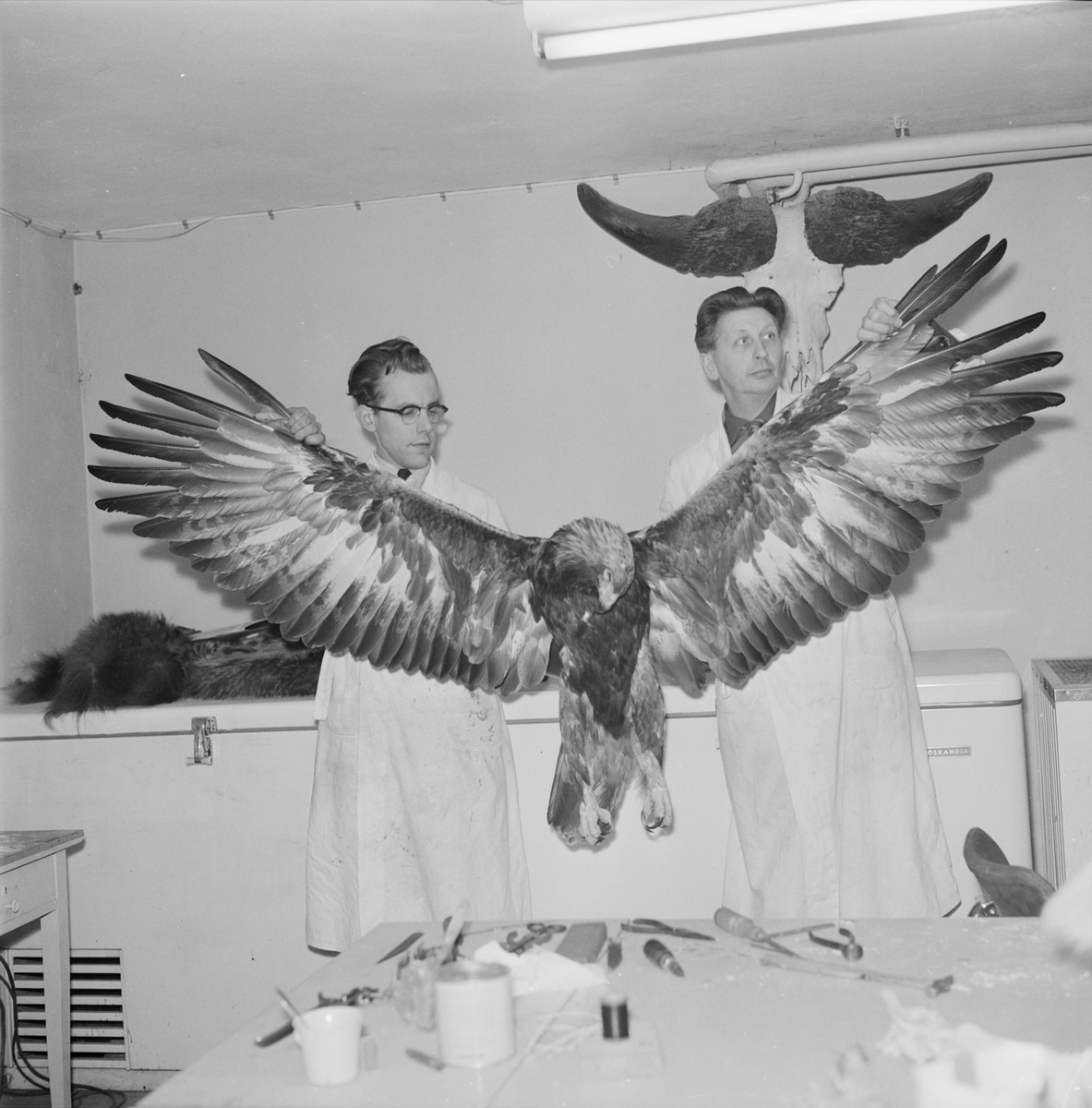 Konservatorer i arbete på Zoologiska Monteringsateljén, Uppsala 1958