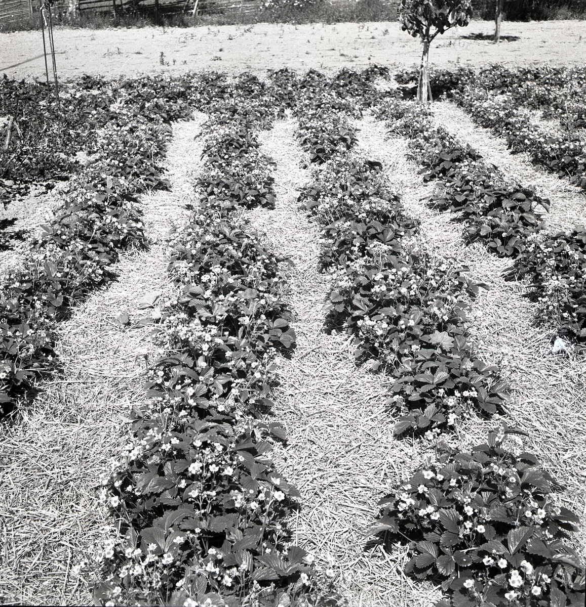 Jordgubbslandet i Sunnanåker blommar, 8 juli 1951.