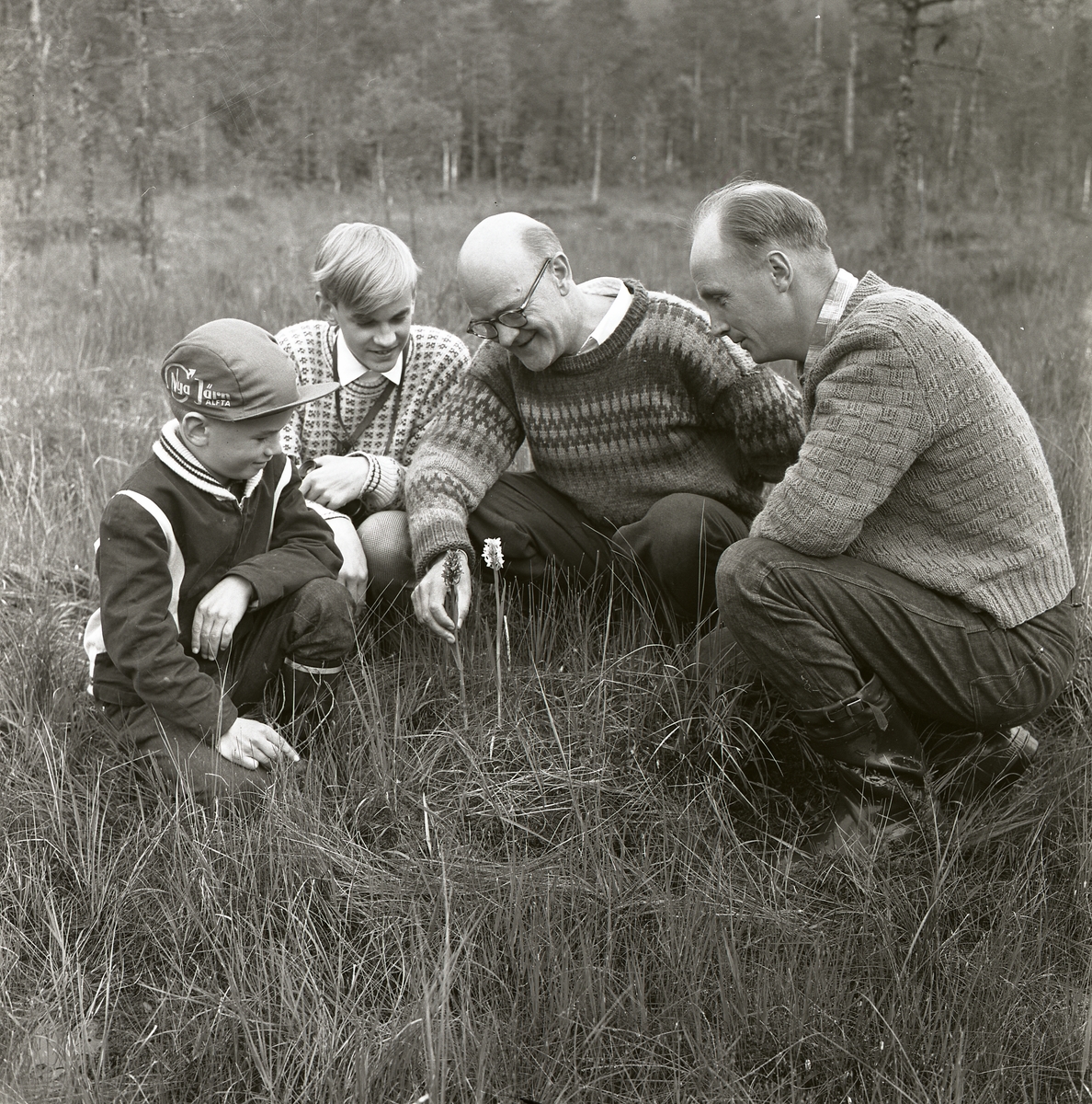 Älvkarhed våren 1961. Några män och pojkar tittar på orkidéer på en myr.