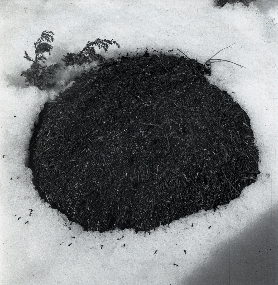 Myrstack i snö våren 1947.