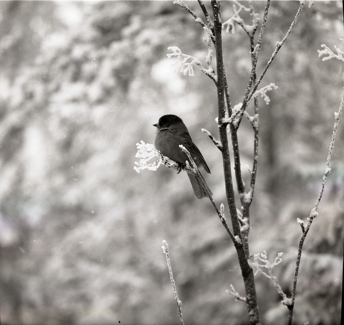 Liten fågel sitter på en frostig kvist 22 februari 1970.