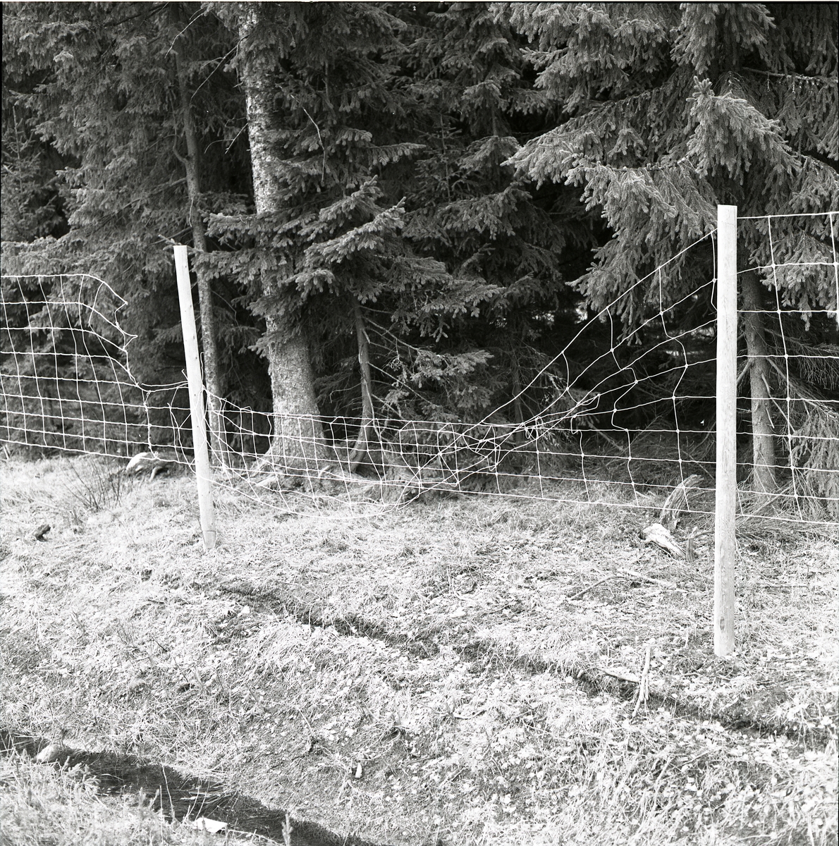 Trasigt viltstängsel vid granskog utmed Bollnäsvägen, maj 1983.