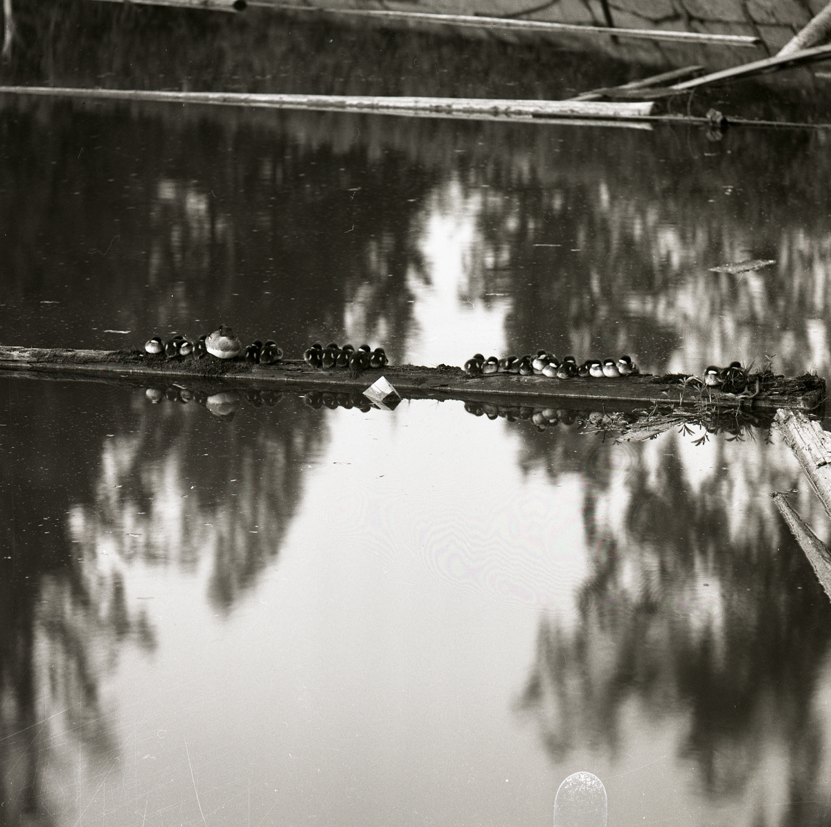 En kniphona sitter på en timmerstock med sina ungar, 24 till antalet. Timmerstocken ligger i ett vattendrag i Arbrå, 14 juni 1964.