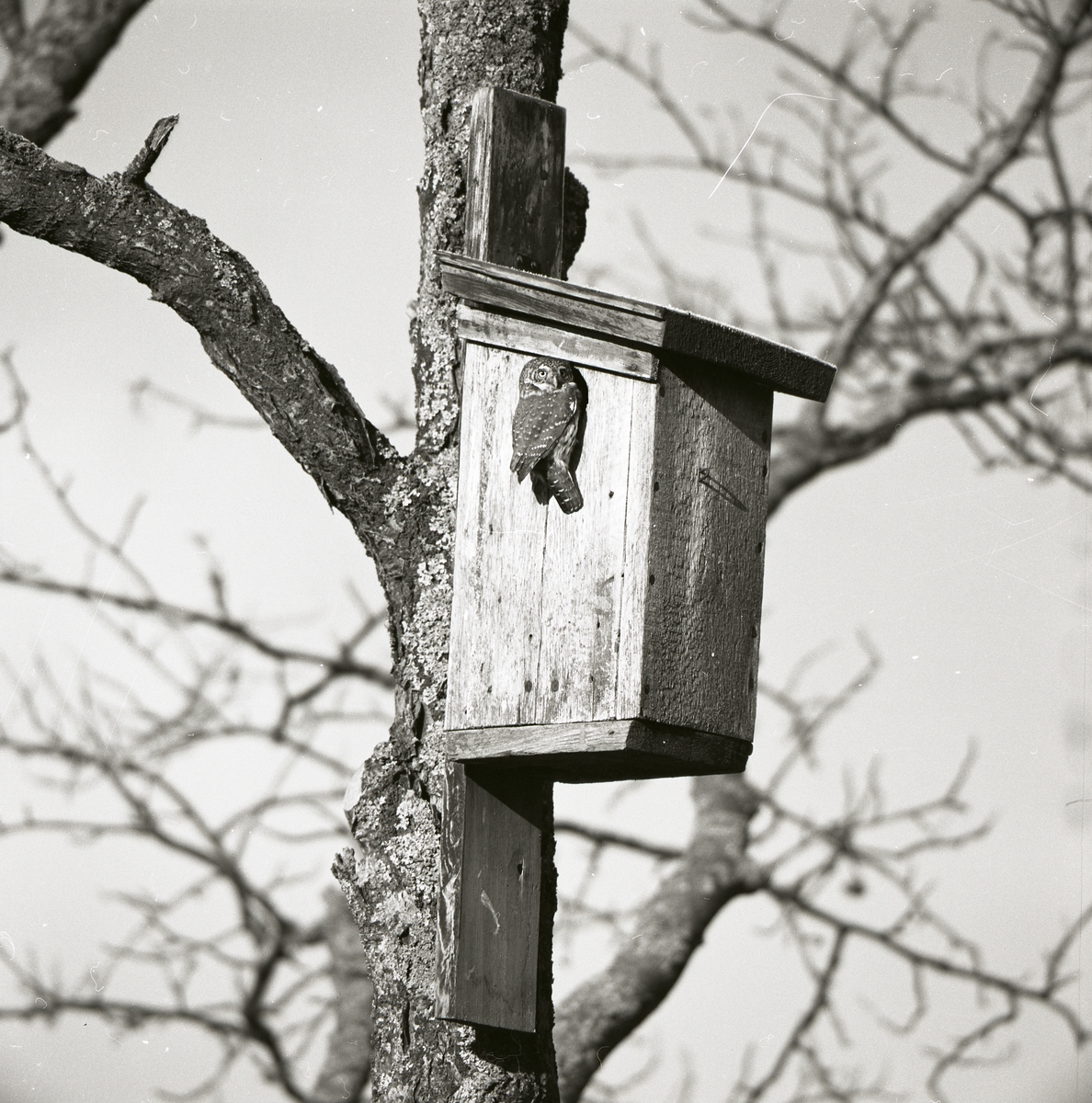 En uggla sitter vid en fågelholk uppe i ett träd, mars 1973.