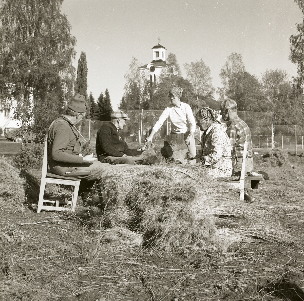 Tre män och två kvinnor arbetar med linrivning vid gården Krigs i Rengsjö. I bakgrunden ser man Rengsjö kyrka bakom träden, 1 oktober 1983.