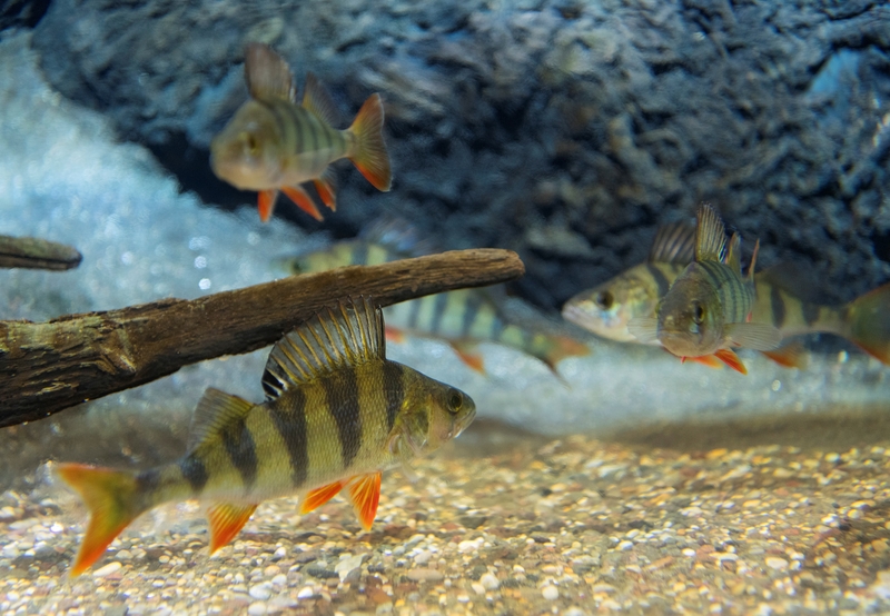 Abbor (Perca fluvialis), fotografert i akvariet ved Norsk skogmuseum i Elverum.  Dette er en fiskeart som forekommer i ferskvann, av og til også i brakkvann, i Europa og Asia.  Denne arten har to ryggfinner, og ryggfinnen har kraftige piggstråler. Den har vanligvis 5–6 mørke tverrbånd på kroppssiden, gulaktige brystfinner og rødlige bukfinner. Abborens farge varierer ellers noe etter miljøet den lever i.

Norsk Skogbruksmuseums akvarium ble åpnet i 1979, da under navnet "Fra fjell til fjære".  Navnet henspilte på en ambisjon om å vise fisk i ulike biotoper, fra kalde næringsfattige høyfjellsjøer, via bekker, skogstjern og lavlandssjøer til brakkvann og saltvann.  Fra starten av hadde akvariet ti store og tre små kar.  Dette fotografiet er fra det karet som viser fiskearter som ofte finnes i skogtjern.