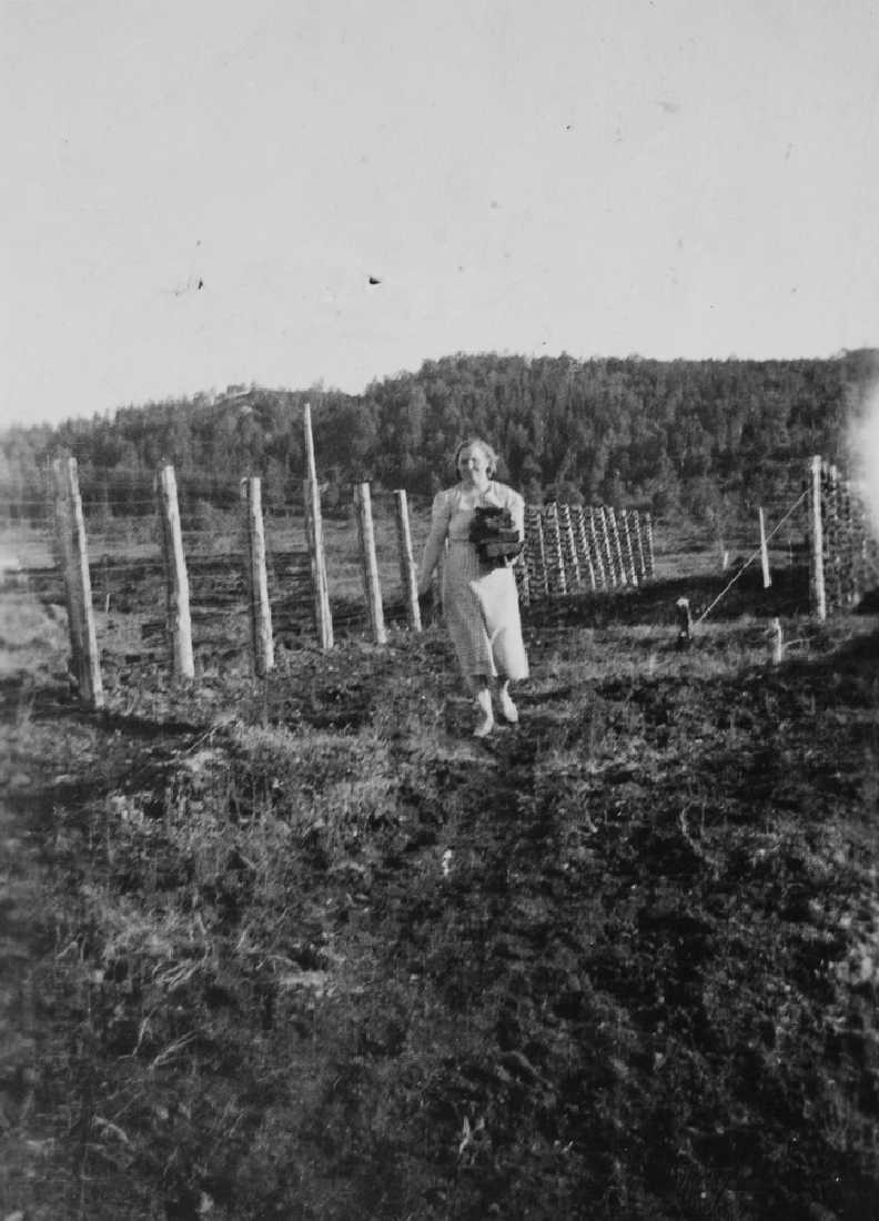Leirfjord, Leland. Torvtaking. Damen på bildet er Olga Langfors, hun bærer på torvlomper. I bakgrunnen torvhesjer med torv til tørk.