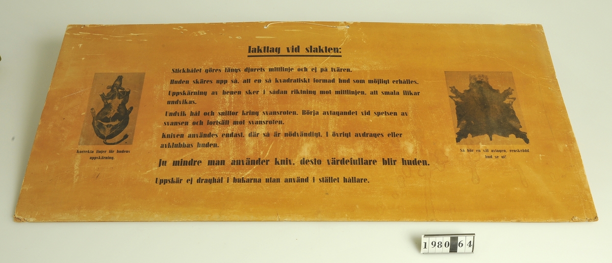 Anvisningar för att vid slakten erhålla en
väl tillskuren hud. Två bilder.

Format: 32 x 66 cm.

Kommer från Bodéns garveri, Alingsås.

