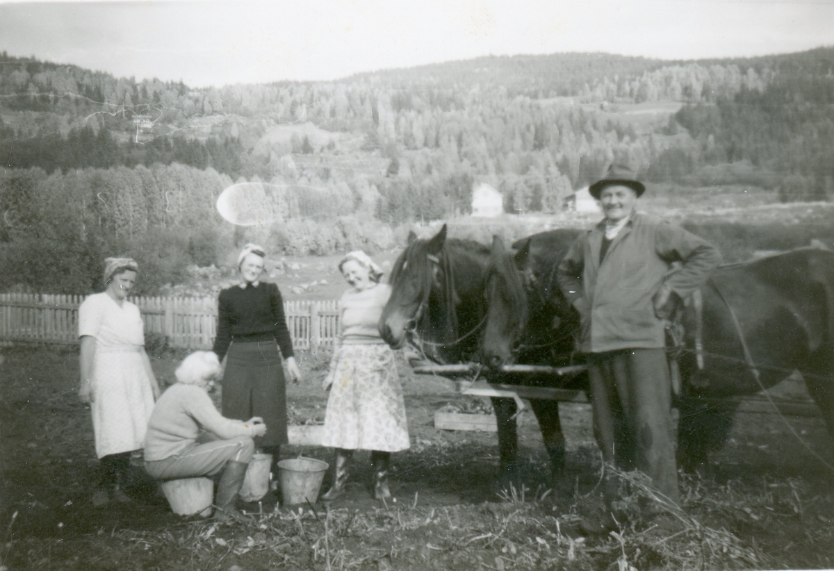 Potetopptaking på Frøysok ca.1948.
Sitjande på bøtta Kristi Frøysok.
Framfor hestane Knut Skreddarhaugen.
