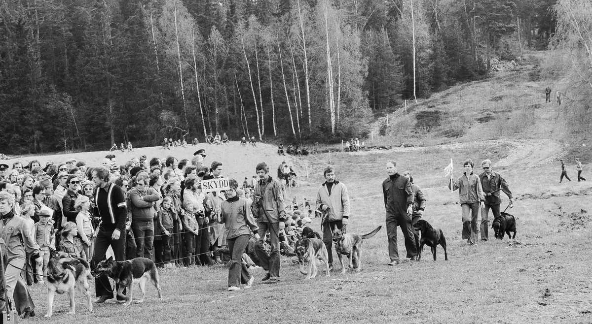 HM Konungen och regementschefen följer inledningsvis en uppvisning med Strängnäs Brukshundklubb. 
Hundparad. Lötgärdesbacken i bakgrunden.