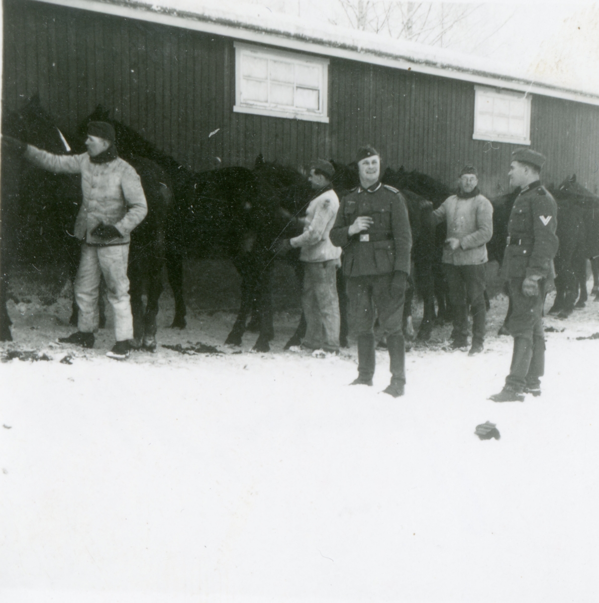 Tyske soldatar steller hestane januar 1941. Bildet er tatt av tysk soldat.