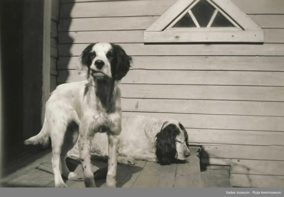 Hundene Ajax og Rex ved kjøkkeninngangen til Esbensengården i 1934.