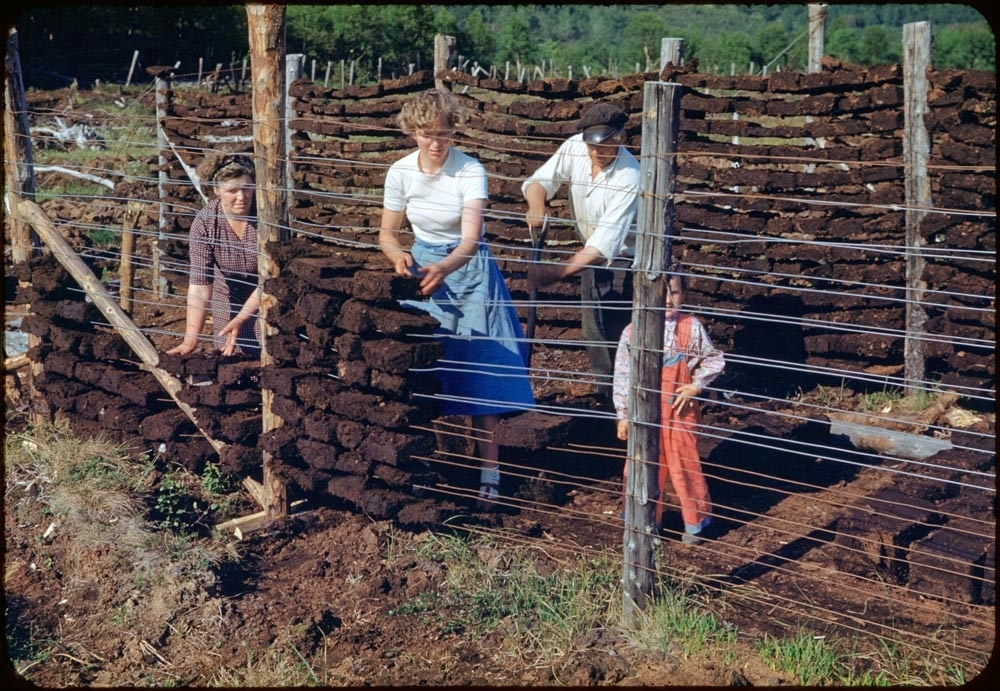Tørking av torv, torvhesjer, Ulvangen 1953