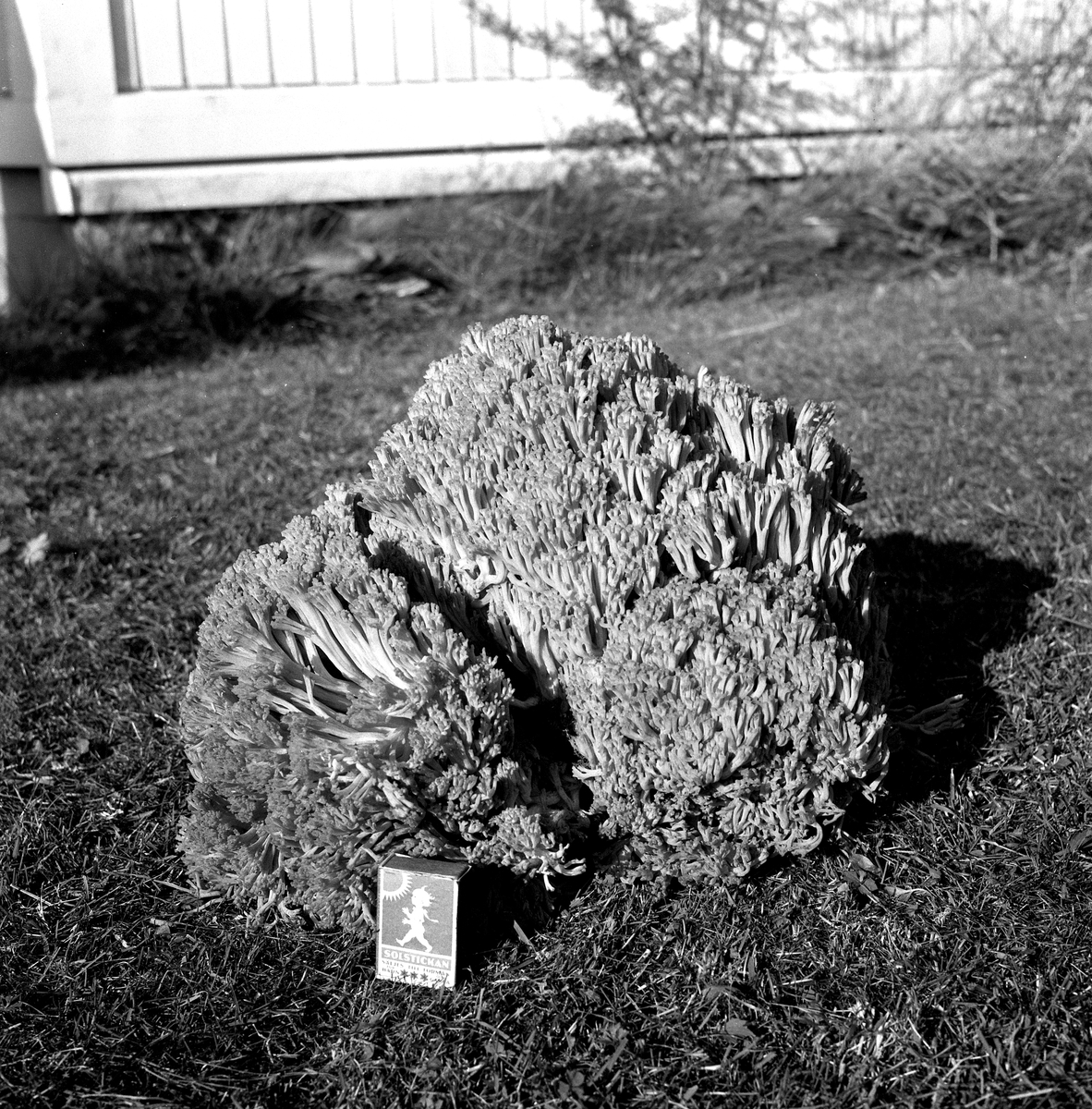 Blomkålssvamp på 6,5 kg.
14 augusti 1958.