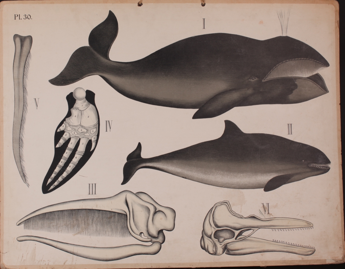 Motivet viser hvaler; bardehval (grønlandshval) og tannhval (spekkhogger).