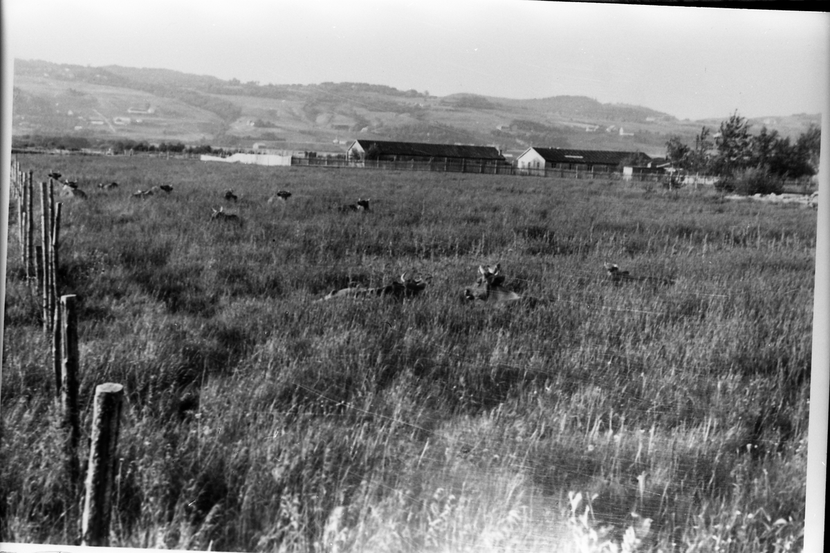 Avfotografert landskapsbilde. Ukjent sted. I forgrunnen et beite der noen kyr ligger i graset. Lenger bak muligens driftsbygninger på et gårdsbruk.