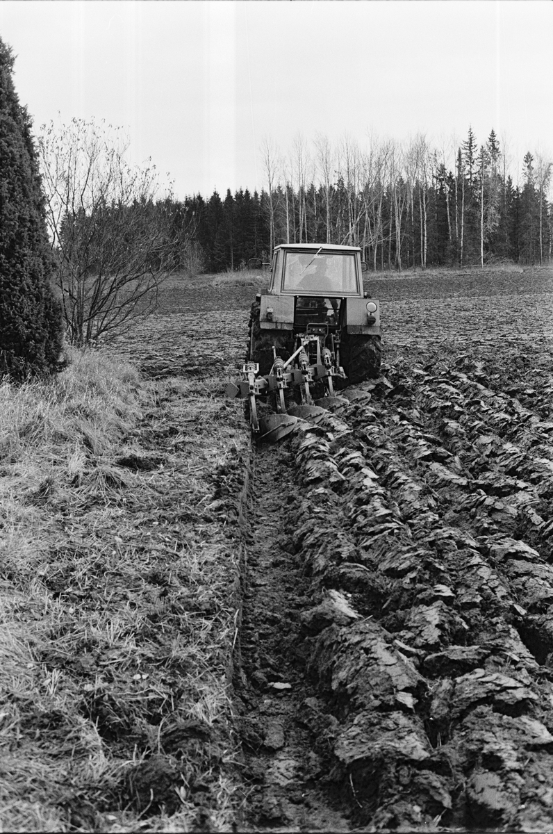 Lantbrukare Bertil Widblad plöjer en åker, Mossbo, Tierps socken, Uppland oktober 1981