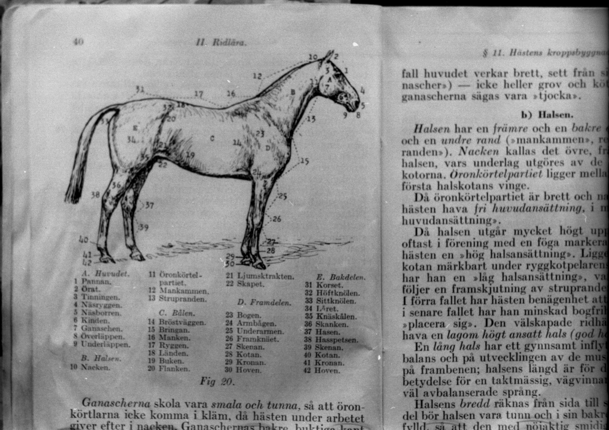 Avfotografert side fra faglitteratur som omhandler hester.