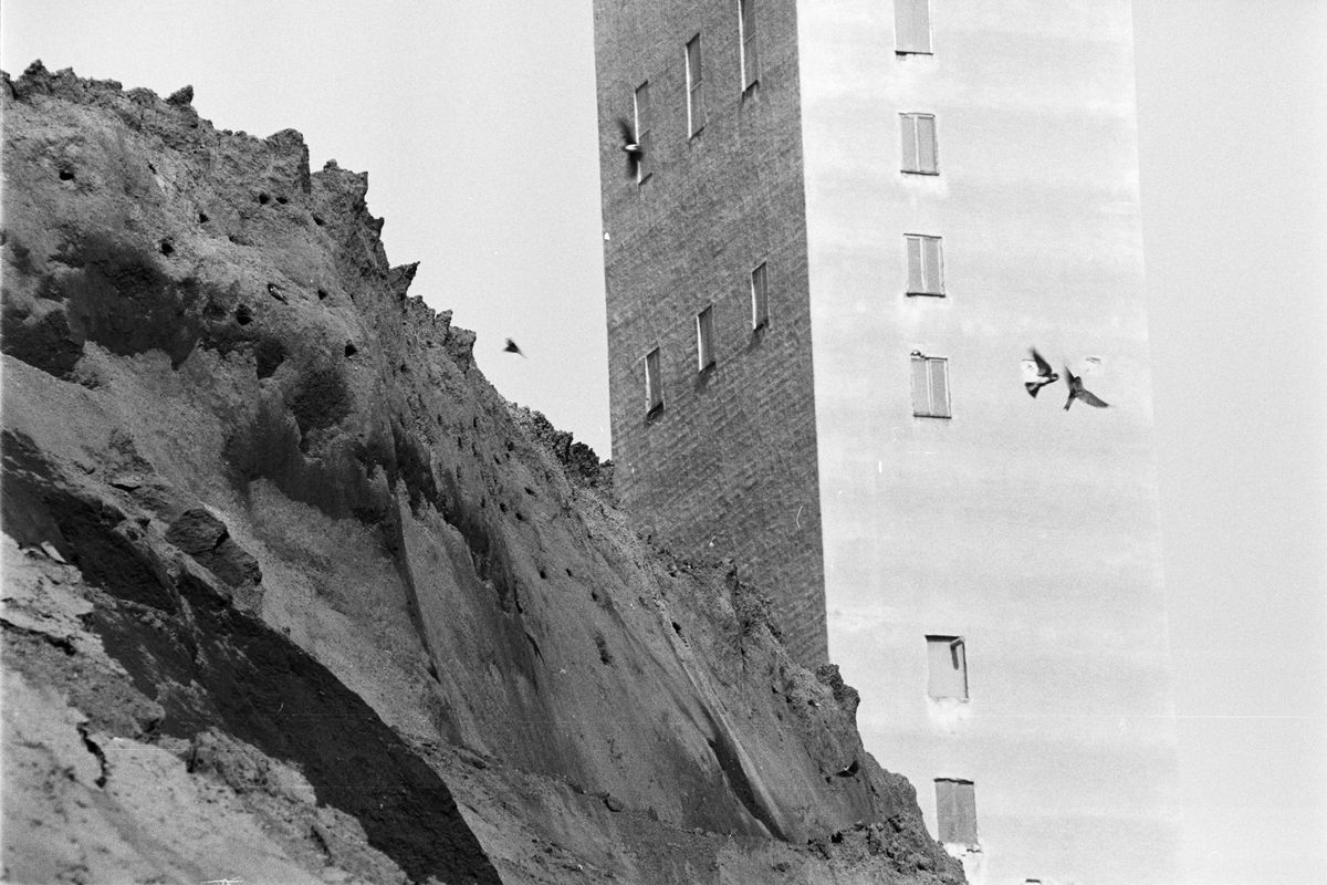 Slighög med fåglar, i bakgrunden gruvlaven vid Dannemora gruvor AB, Dannemora socken, Uppland 1990 - 1991