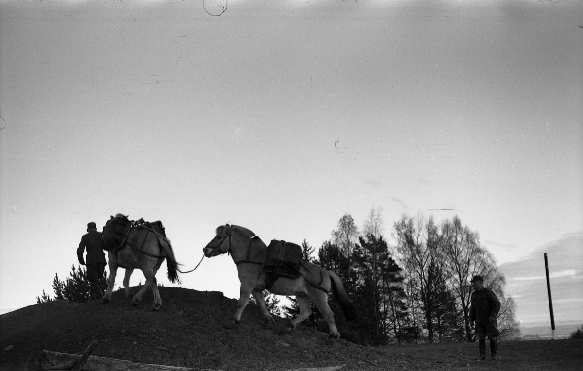 Ti bilder fra Hærens Hesteskole på Starum november 1955. Kløv med fjordinger i til dels ulendt terreng. Soldatene er ikke identifisert.