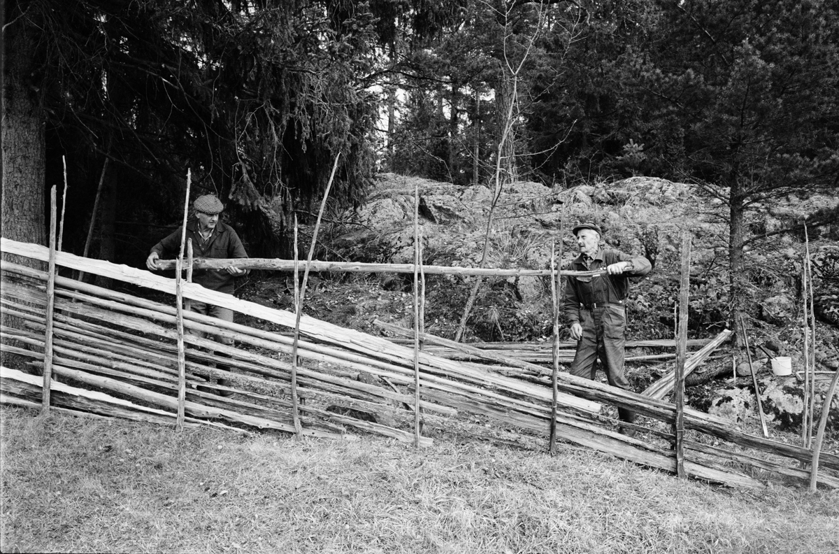 Lantbrukare Arvid och Birger Mattsson bygger en hankgärdesgård, Lönnholmen, Gräsö, Uppland 1994 - 1995