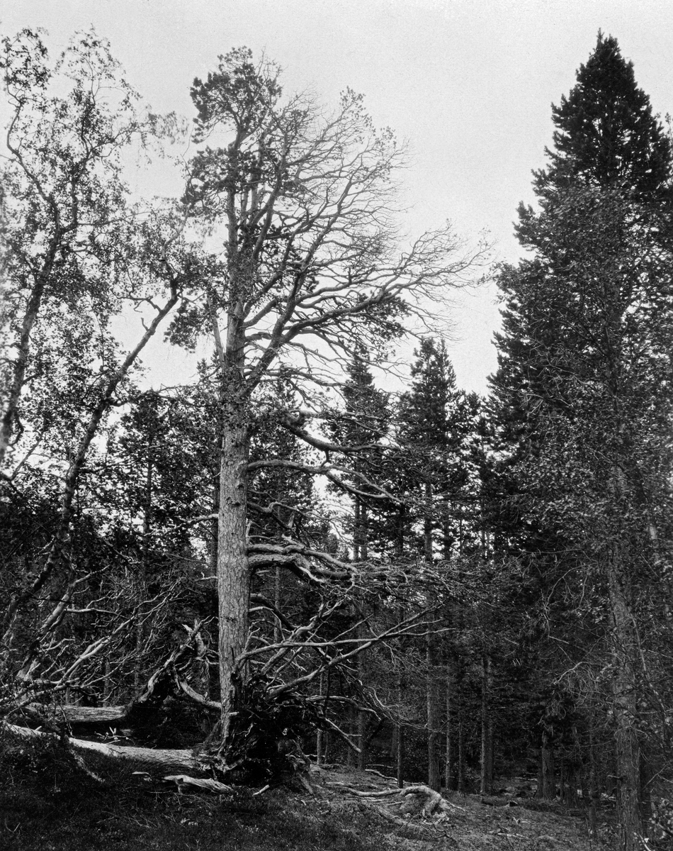Furubestand i «Indre Frihetsli skog» i Dividalen (Dieváidvuovdi) i Målselv kommune i Troms, fotografert sommeren 1913. Sentralt i bildet står det ei halvtørr, gammel furu, og ved sida av den ligger det et par vindfelte gamle trær. Omkring disse står det noe yngre og friskere furuskog, som later til å være noenlunde ensaldret. Fotografiet illustrerer dermed et fenomen som var sentralt i forskningsarbeidet til fotografen, skogforskeren Oscar Hagem (1885-1982), nemlig klimaets innvirkning på frøutviklinga i marginale skogområder. Her kunne det gå lenge mellom hver sommersesong med temperaturforhold som muliggjorde god frømodning, slik at det ble tydelig lesbare «generasjoner» i den naturlige skogforyngelsen. Dette har Hagem sjøl kommentert ved å skrive følgende kommentar til nettopp dette motivet: «Gammel, halvtør furu. Rundt omkring en årgang ungskog, alle av samme alder (ant, el. 50-80 aar) og stammende fra et godt frøår hos den gjenstaaende og to vindfældte gamle furuer.»