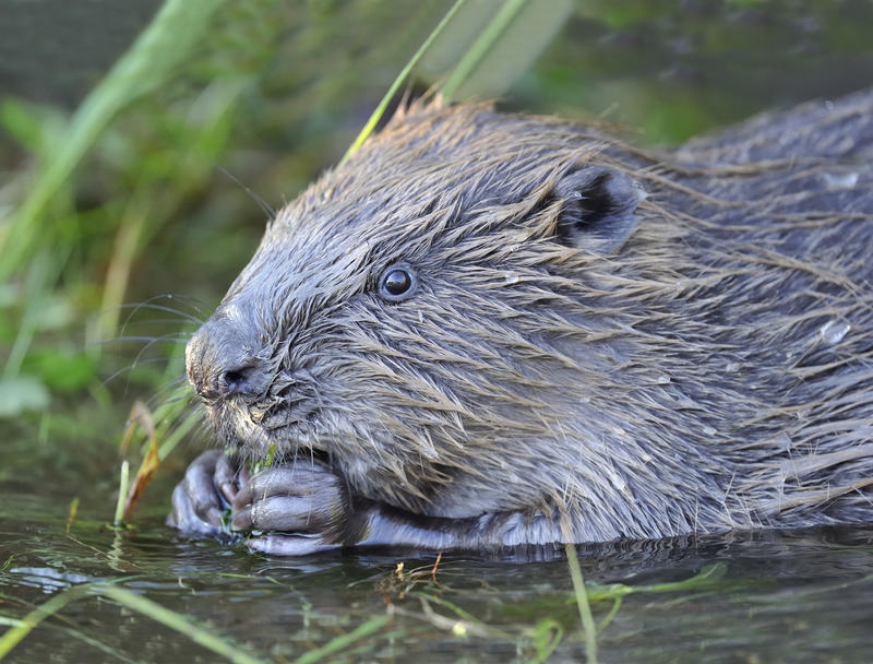 Foto av en bever som er i vannet ved elva og spiser vannplanter