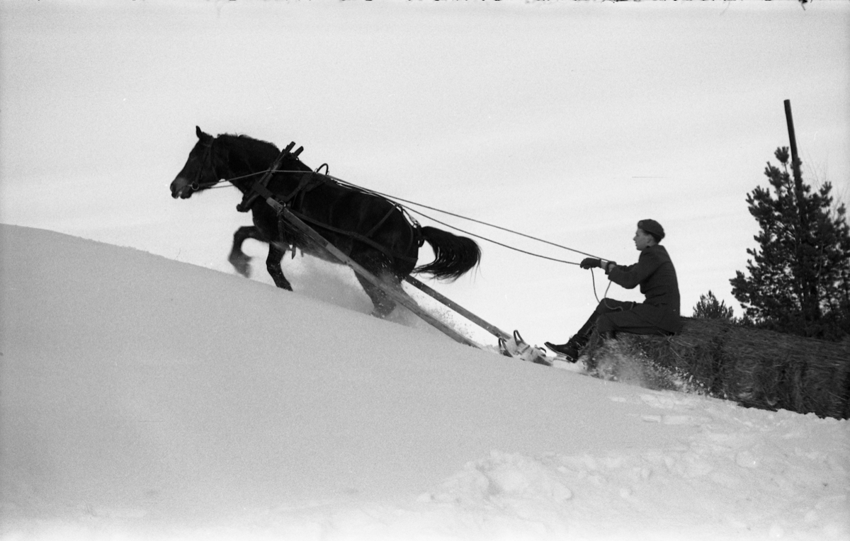 Seks bilder fra Hærens Hesteskole på Starum. Hesteekvipasje i snødekt terreng.