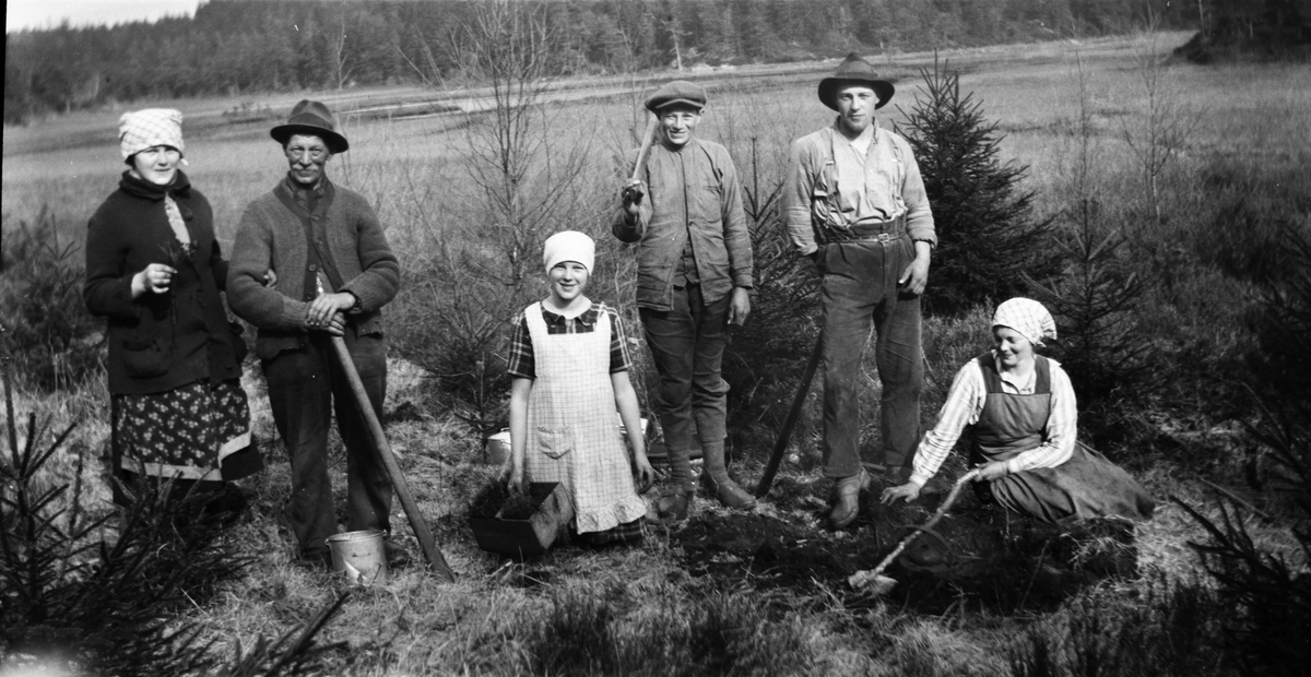 Granplantering hos Snyggs. August Snygg står till vänster, troligen med Anna Snygg som håller upp en granplanta. I mitten, med hackan över axeln, står Karl Snygg.