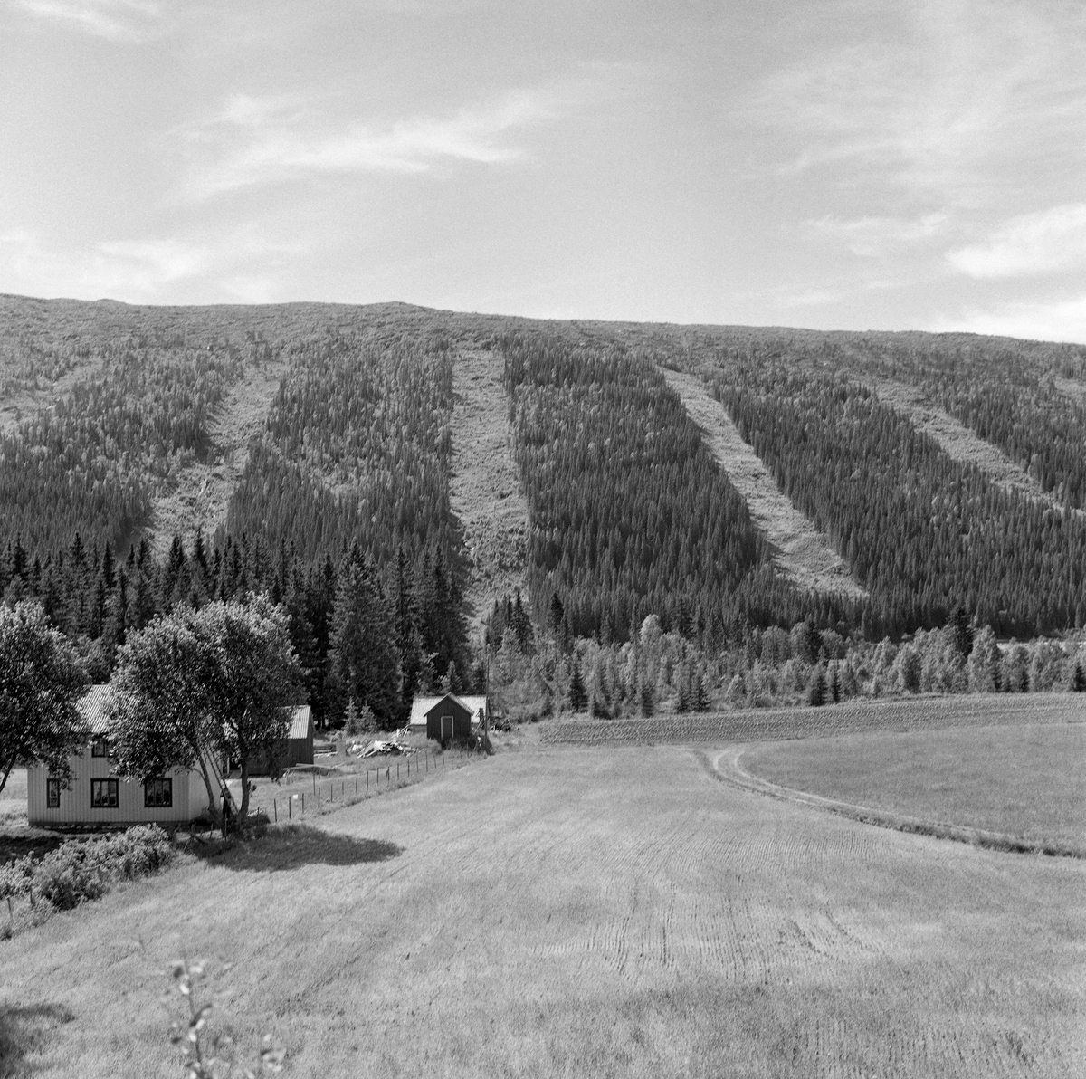 Belte- eller stripehogst i trelastfirmaet van Severens skoger i Grong i Nord-Trøndelag, fotografert i 1960. Bildet er tatt fra innmarka på et gardsbruk i lia på motsatt side av dalføret.  Herfra hadde fotografen god oversikt over skogen med belte- eller stripehogster.  Ved denne formen for avvirkning forsøkte man å kombinere snauhogst og naturlig reproduksjon av skogen på hogstfeltene via frøfall fra trærne i kantsonene. Dette avvirkningsprinsippet preget landskapet på den måten at det oppsto trebare belter eller striper i skogen, og ekstra tydelige ble de når de, som her, ble lagt i fallende retning mot dalbotnen.  Belte- eller stripehogster er en variant av det som i eldre litteratur ble kalt «teighogst», og som i nyere tid også har vært omtalt som «snauhogst» eller «åpen hogst». Slike driftsprinsipper, der alle trær på hogstfeltene ble fjernet, med sikte på å etablere en ny, ensaldret skog, ble vanlige etter 2. verdenskrig. Før den tid var hogstene oftest orientert mot de største og mest rettvokste trærne ved såkalte «plukkhogster» eller «dimensjonshogster». Sentrale norske skogakademikere gikk lenge inn for «bledning», der målet var å hogge enkelttrær i vekstfaser da de hadde optimal bruks- og omsetningsverdi, samtidig som andelen av undertrykte individer i den gjenstående veksterskogen skulle reduseres til et minimum. Dette prinsippet viste seg imidlertid vanskelig å implementere i gardsskogbruket, og i den nevnte etterkrigstida, med stor etterspørsel etter råstoff til så vel trelast- som treforedlingsindustri, fikk mer ulike former for flate- eller snauhogster større gjennomslag, ofte med påfølgende planting. Belte- eller stripehogstene skulle spare skogeierne for strevet med og utgiftene til planting.  Bredden på beltene eller stripene skulle ideelt sett avpasses etter høyden på trærne langs bestandskantene, for erfaring viste at frøfallet avtok utover snauflatene. Forstmennene antydet at frøfallet ville bli jevnt og tilfredsstillende stort i et område som strakte seg om lang 1 ¼ gang høyden av frøtrærne langs bestandskantene. Var omliggende skog om lag 20 meter høy, ble anbefalt bredde på beltene eller stripene som skulle snauhogges om lag 50 meter. De driftsansvarlige måtte dessuten ta hensyn til at man kunne få god frøspredning over mer enn en og en kvart gang frøtrærnes lengde i hellende terreng, men at spredningsarealet ble smalere i motbakker. Skogforskeren Elias Mork dokumenterte etter hvert at hogstbeltene eller hogststripene kunne bli kuldesjakter, der den naturlige tilveksten lett fikk frostskader, når de ble plassert med hellende terreng, slik som på dette fotografiet. Derfor anbefalte Mork at belte- eller stripehogstene helst burde legges noenlunde parallelt med høydekurvene, ikke på tvers av dem. Tanken var at de avskogede beltene skulle utvides suksessivt, etter at de opprinnelige snauhogde arealene hadde fått gjenvekst av små bartrær. Belte- eller stripehogstene ble aldri veldig vanlige. I den perioden da dette fotografiet ble tatt valgte grunneierne å plante på de fleste hogstflater.