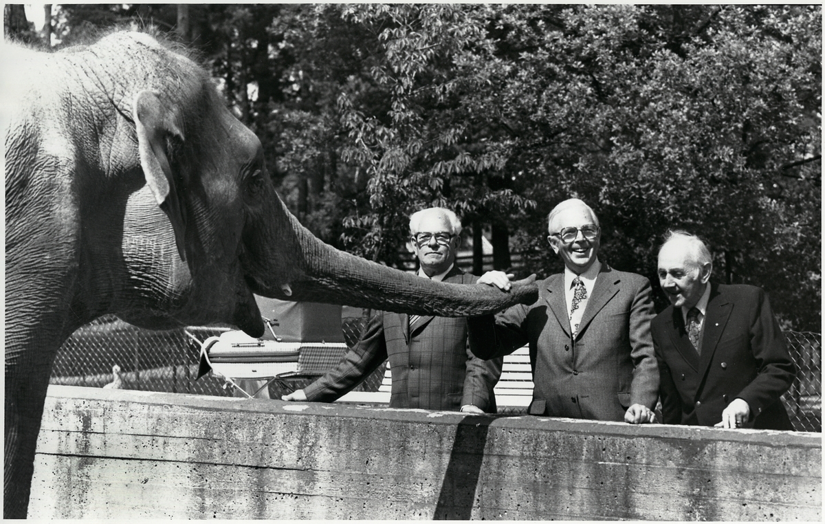 Mats Svärd, Elis Larsson och Hjalmar Pettersson tillsammans med elefanten Jumbo.