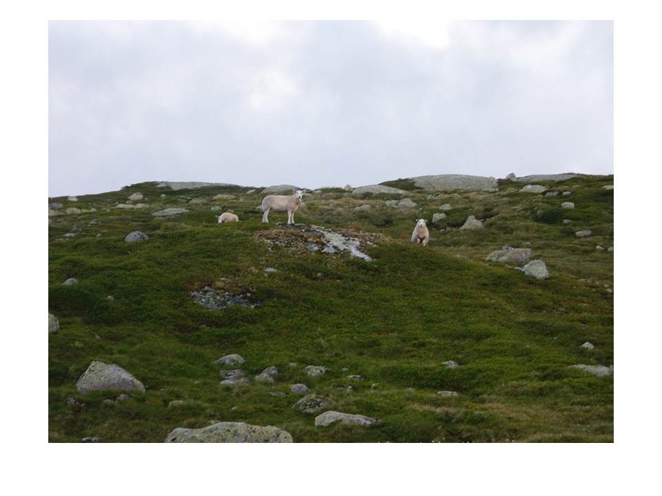 Ein av Asbjørn Hagas sauer med to lam på sommarbeite i Langeidsheia.