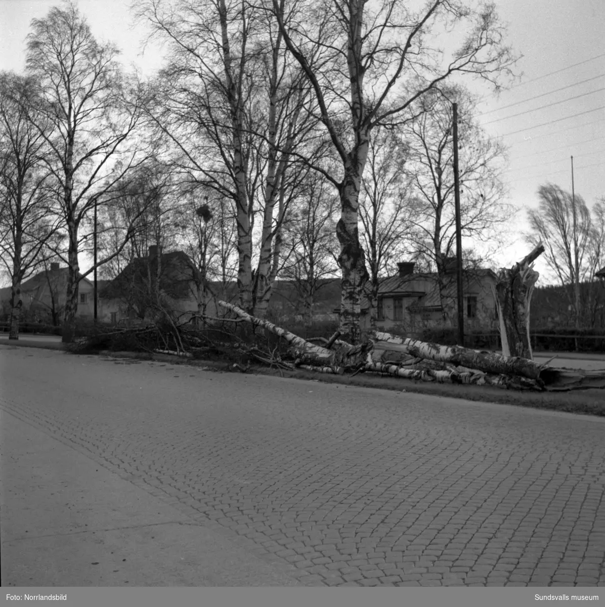 En björk har ramlat på Västra Vägen, i kurvan söder om kyrkogården. De tre villorna vid Västra vägen 13-17 syns i bakgrunden.