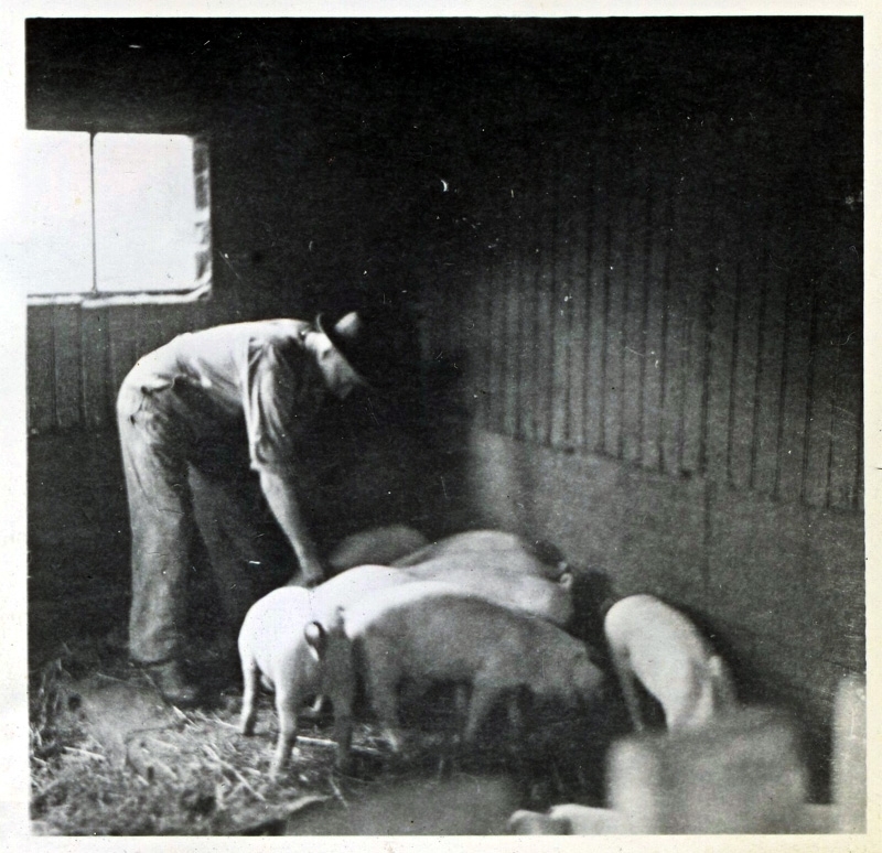 En man klappar några små grisar i "Gustavsberg" på Gamla Riksvägen 36, okänt årtal. Gustav Petterssons charkuteri låg i fastigheten.