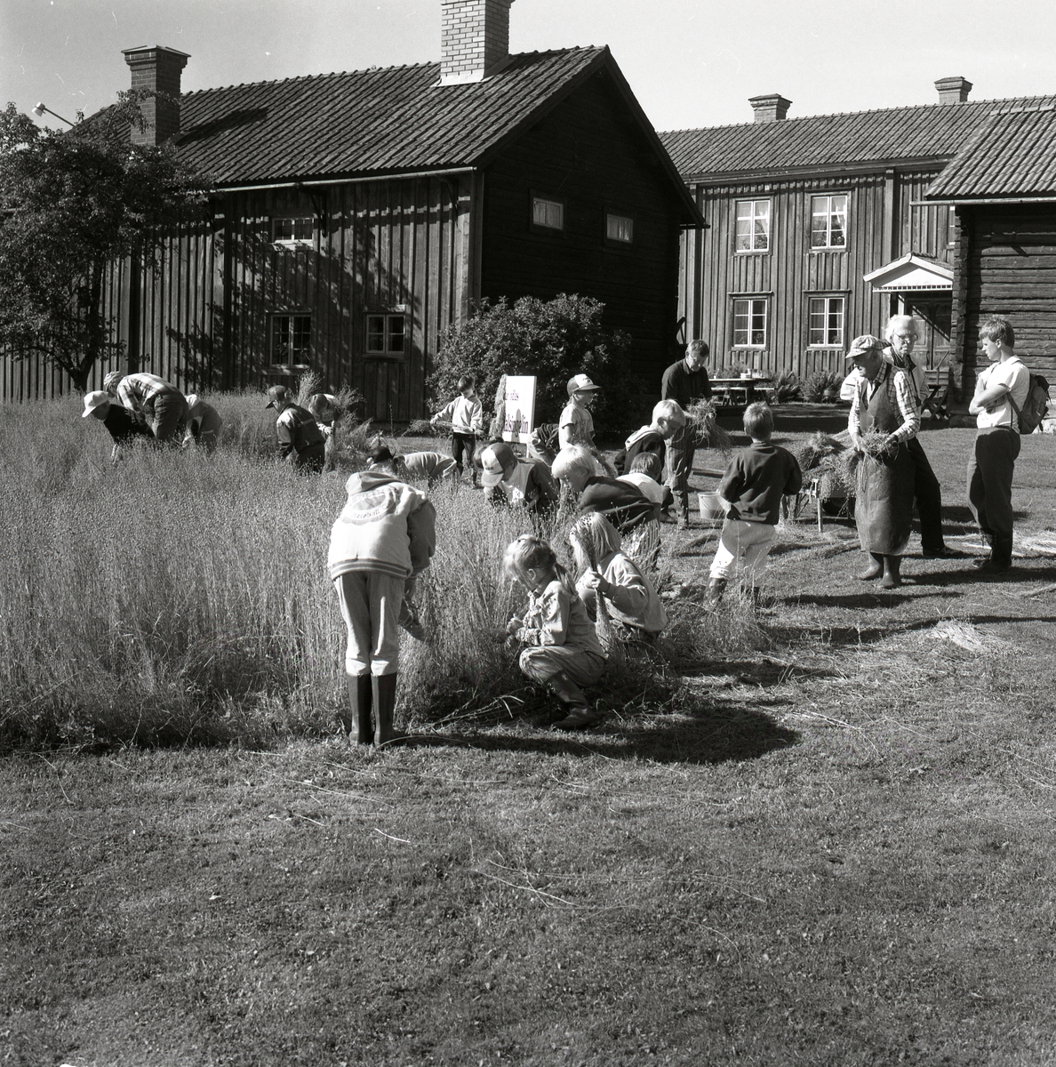 Ute på gården är det några män och en skolklass som plockar lin. Det är timrade byggnader där med fönster, gardiner, tak, skorstenar och dörr med tak ovanför. På gården finns det gräs, lin, buskar och träd. Skol lindag 22 augusti 1990.