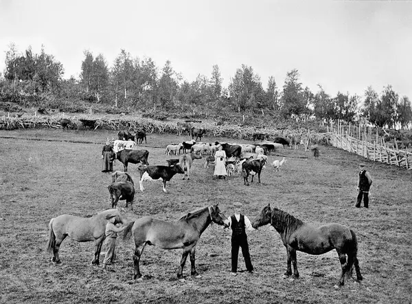 hester folk og buskap på setervoll oppstilt