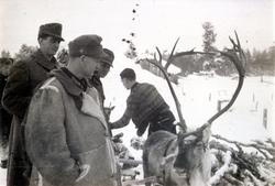 Tyske soldater inspiserer reinsdyr hos Beddari på Svanvik. S