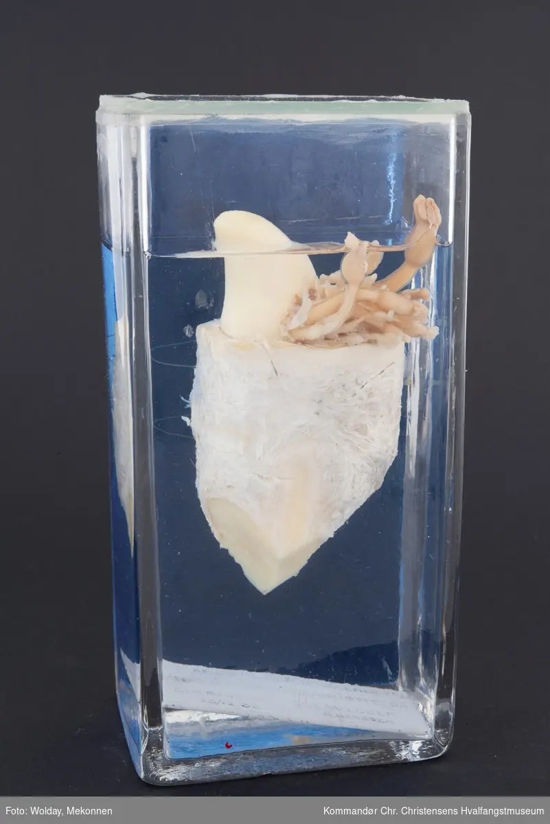 Teknikk: På hvaltann og tannkjøtt på konserverings- væske. Conchoderma auritum. Tannen festet til blå glassplate med innskrift limt på
