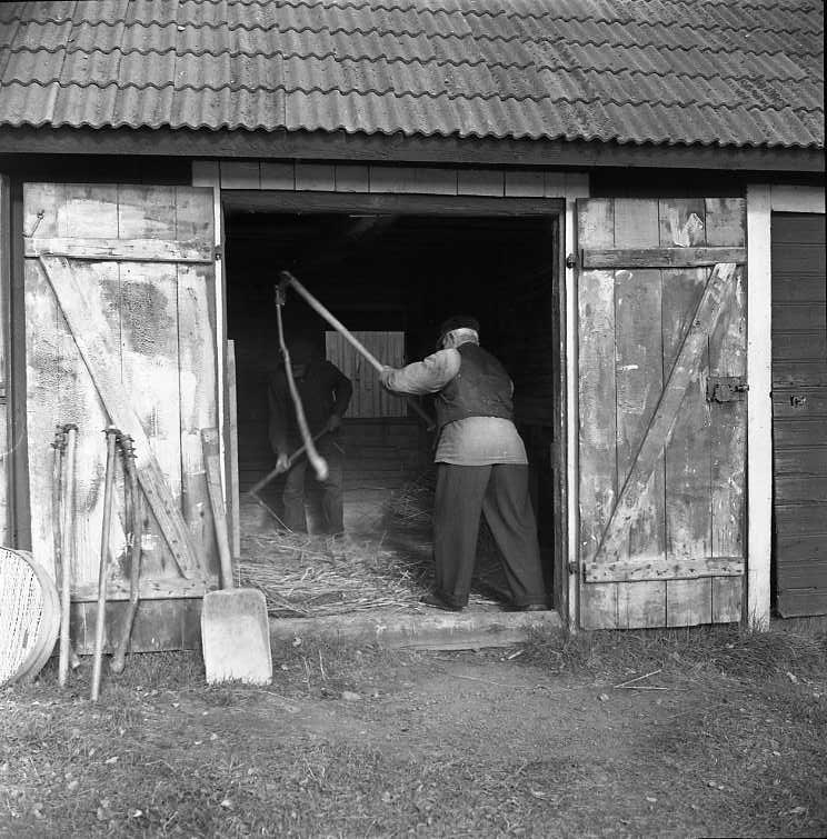 Två äldre män i keps håller på med slagtröskning i en loge i Hullaryd. Deras namn är Frisk respektive Gustav Johansson.