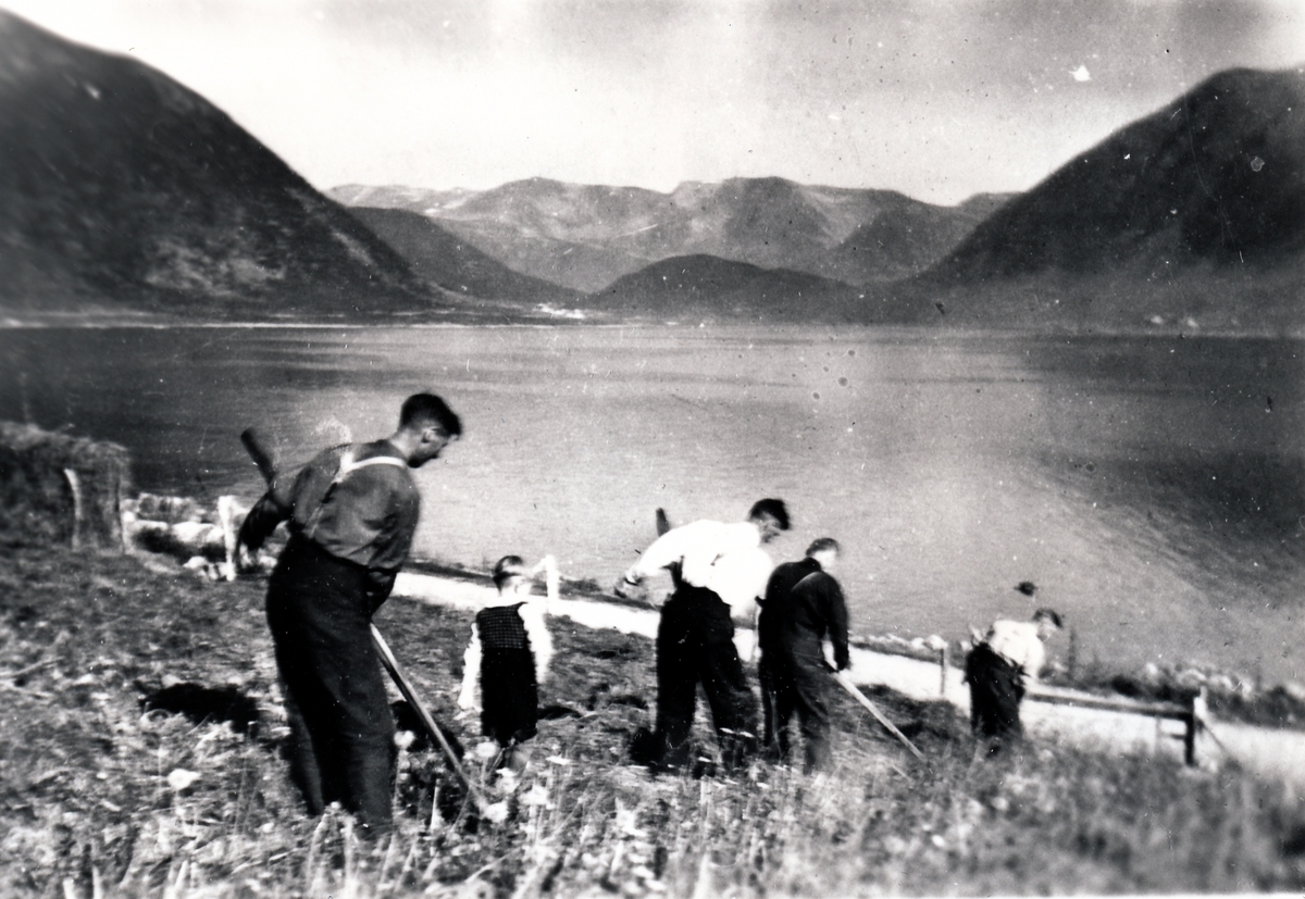 Slåttonn på Kaldfarnes. Torsken 1948