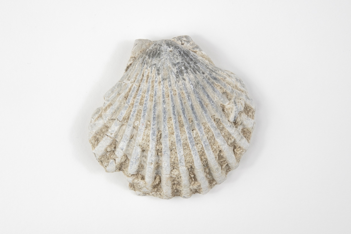 Fossil av en kammussla som är en havslevande mussla, som är ett blötdjur. Exemplaret kommer från Santa Susana, Kalifornien, USA och ingår i Axel Hallbäcks samling.