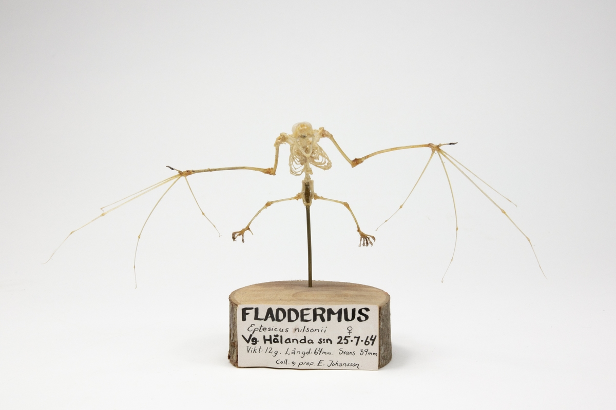 Fladdermus, hona
Eptesicus nilsonii
Västergötland, Hålanda socken 25/7 1964
Vikt: 12 g, Längd: 64 mm Svans: 39 mm
Coll o prep E. Johansson