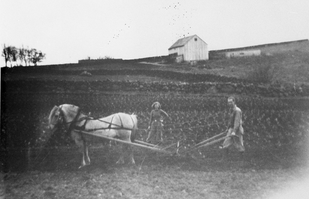 Kålålantimg på Rossaland. Elsa Tunheim g. Serigstad og broren Olav Tunheim med hest og hyppa. I bakgrunnen løa til Sven Tunheim.