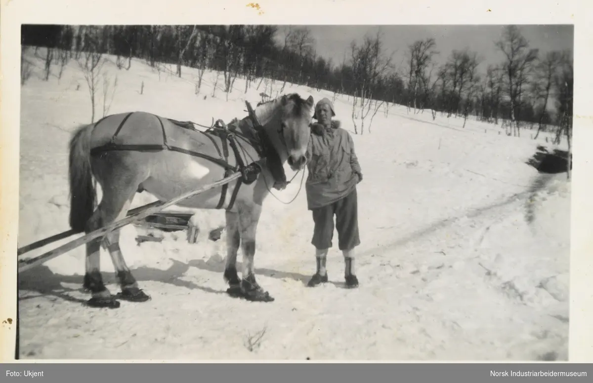 Fjordhest i ført truger og seletøy i snøen med Olav O. Vågen på Øst-Førnes, Møsstrond