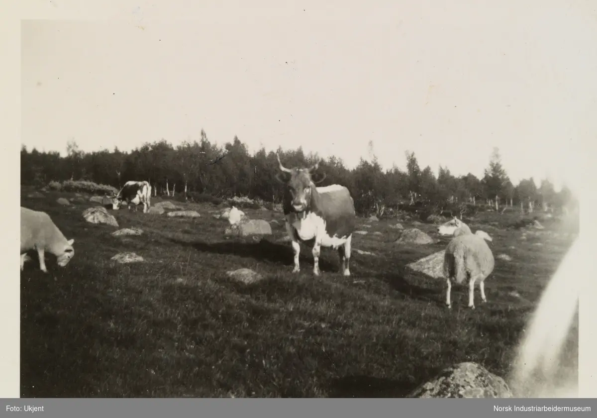 Telemarkskyr og sau på gården Skinnarland, Møsstrond