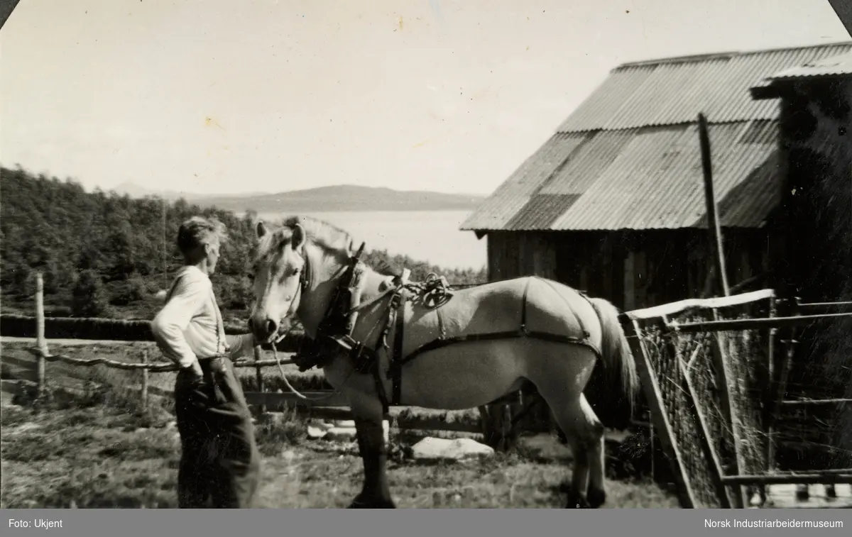 Olav O. Vågen med fjordhest iført seletøy foran låven på gården Øst-Førnes på Møsstrond. Bak hest står høyvogn