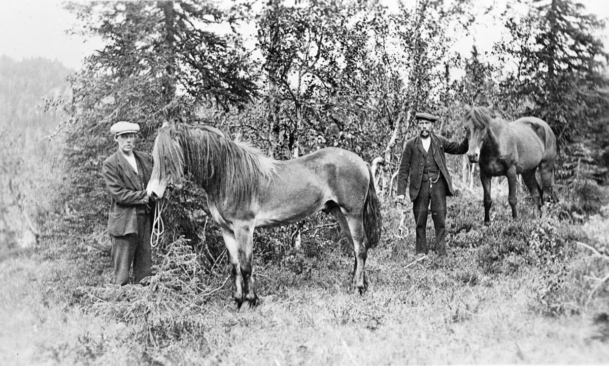 Hesteslipp på Bølejordet i Vestbygda, rundt 1915.