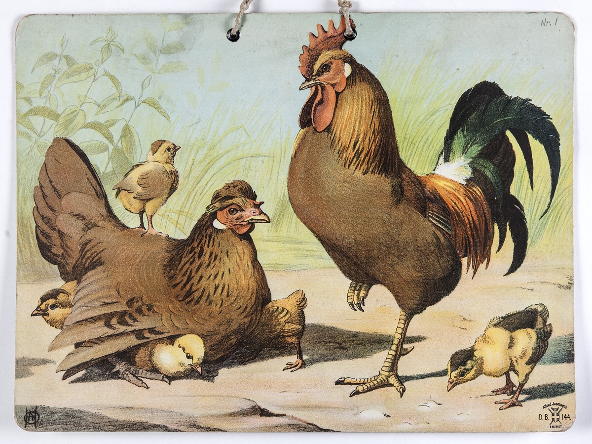Skoleplansje, naturfag. Illustrert på begge sider, forestiller hønsegård (144) og fugler (linerle, gjøk, hakkespett, Nr. 117).